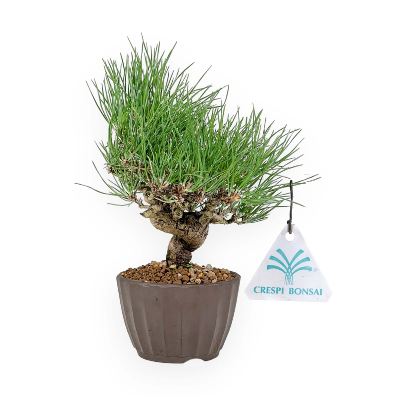 Pinus Thunbergii - Black Pine - 26 cm