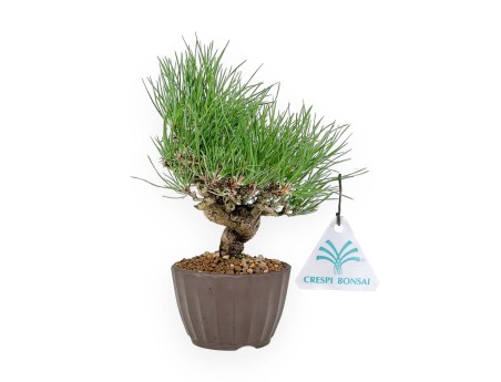 Pinus Thunbergii - Pin Noir - 26 cm