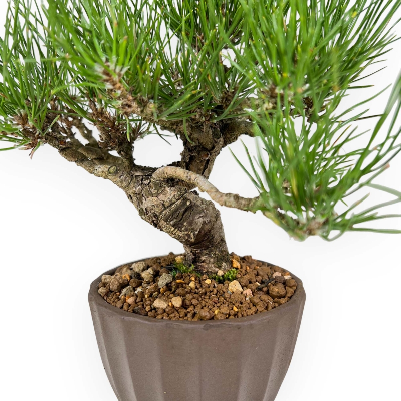 Pinus Thunbergii - Black Pine - 26 cm