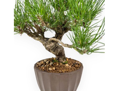 Pinus Thunbergii - Pin Noir - 26 cm