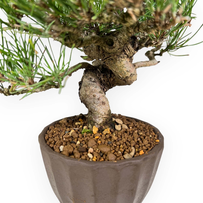 Pinus Thunbergii - Black Pine - 26 cm