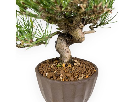 Pinus Thunbergii - Pin Noir - 26 cm