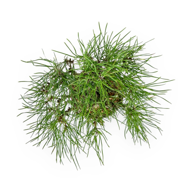 Pinus Thunbergii - Black Pine - 26 cm