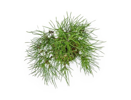 Pinus Thunbergii - Black Pine - 26 cm