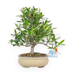 Gardenia Jasminoides - Gardenia - 28 cm