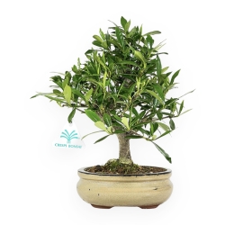Gardenia Jasminoides - Gardenia - 28 cm