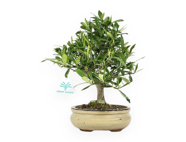 Gardenia jasminoides – Gardenie – 28 cm