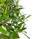 Gardenia Jasminoides - Gardenia - 28 cm