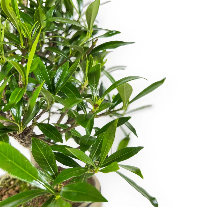 Gardenia Jasminoides - Gardenia - 28 cm