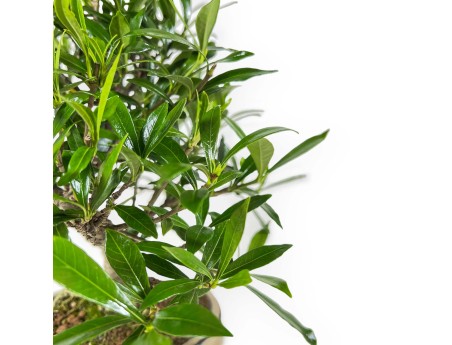 Gardenia Jasminoides - Gardenia - 28 cm