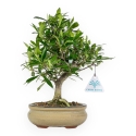 Gardenia Jasminoides - Gardenia - 28 cm