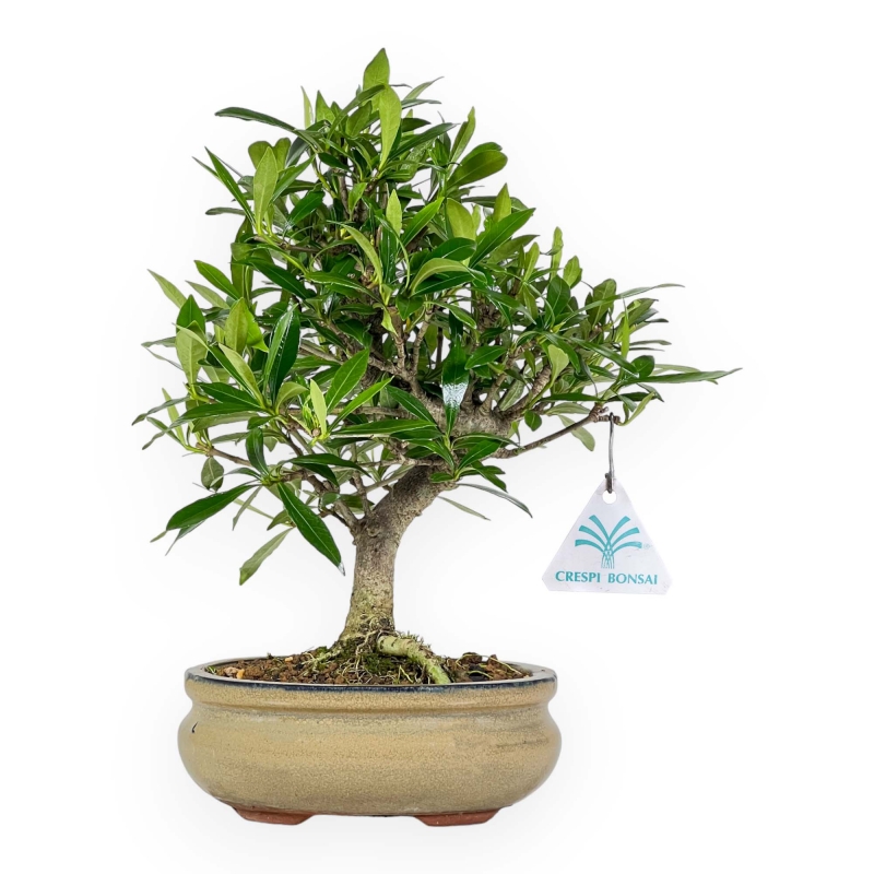 Gardenia Jasminoides - Gardenia - 28 cm