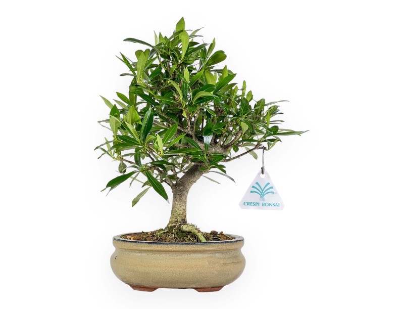 Gardenia jasminoides – Gardenie – 28 cm