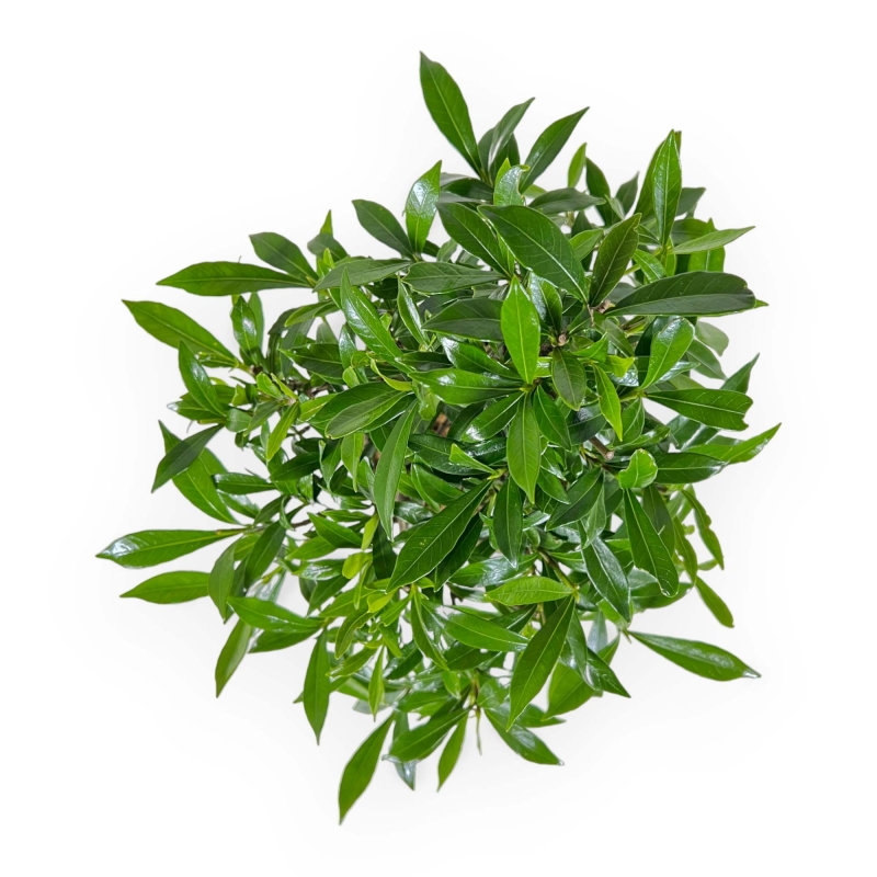 Gardenia Jasminoides - Gardenia - 28 cm