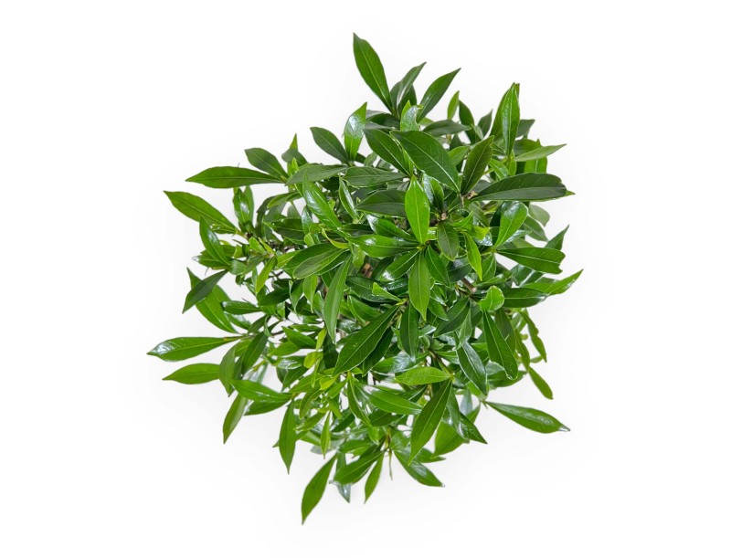 Gardenia jasminoides – Gardenie – 28 cm