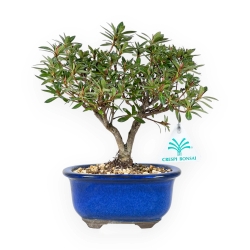 Rhododendron Indicum - Azalea - 23 cm