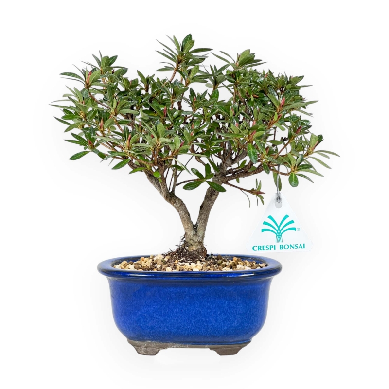 Rhododendron Indicum - Azalea - 23 cm