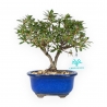 Rhododendron Indicum - Azalea - 23 cm