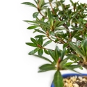 Rhododendron Indicum - Azalea - 23 cm