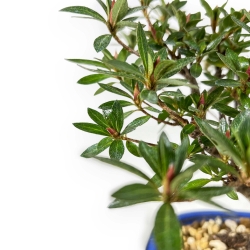 Rhododendron Indicum - Azalea - 23 cm