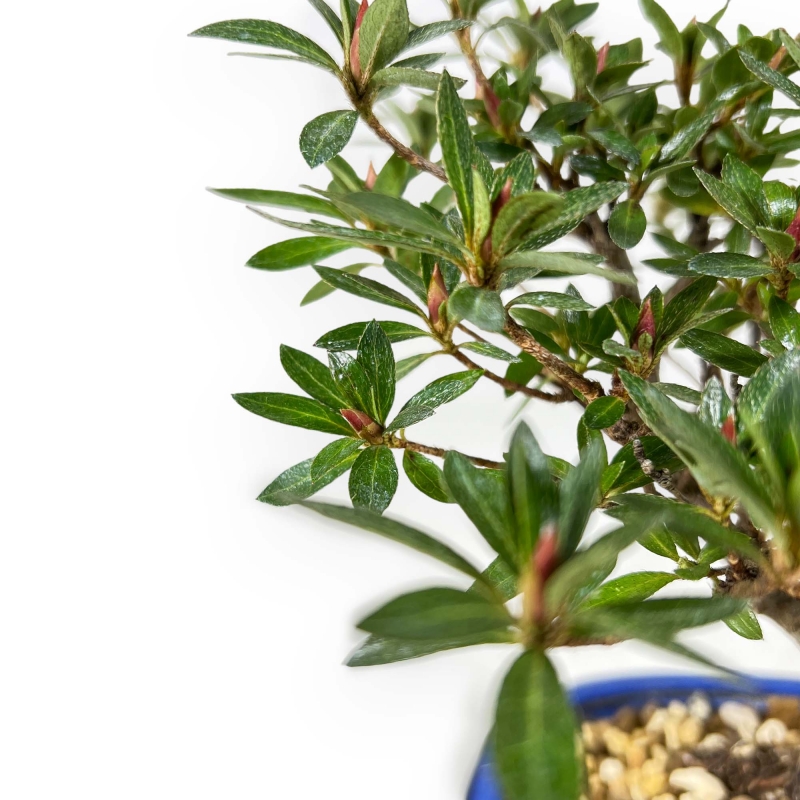 Rhododendron Indicum - Azalea - 23 cm