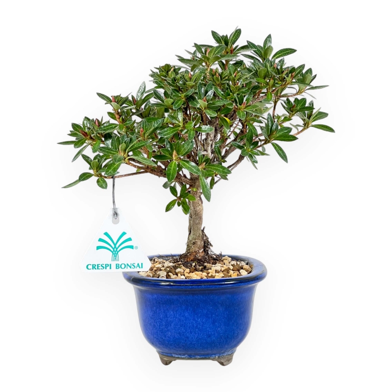 Rhododendron Indicum - Azalea - 23 cm