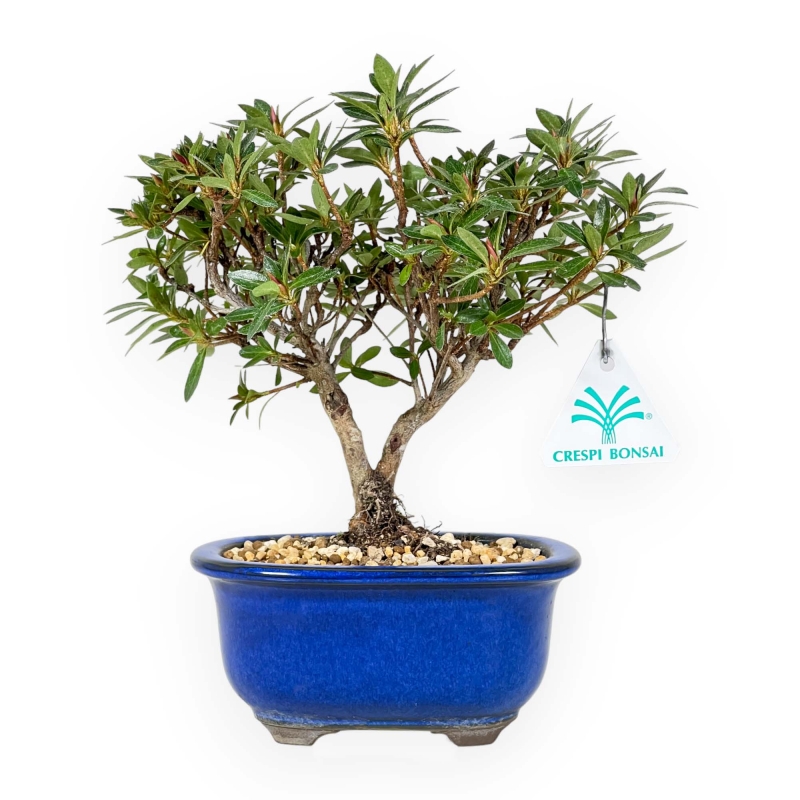 Rhododendron Indicum - Azalea - 23 cm