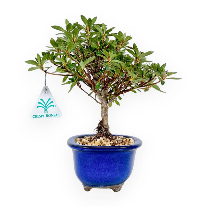 Rhododendron Indicum - Azalea - 23 cm