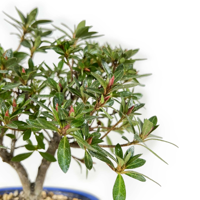 Rhododendron Indicum - Azalea - 23 cm