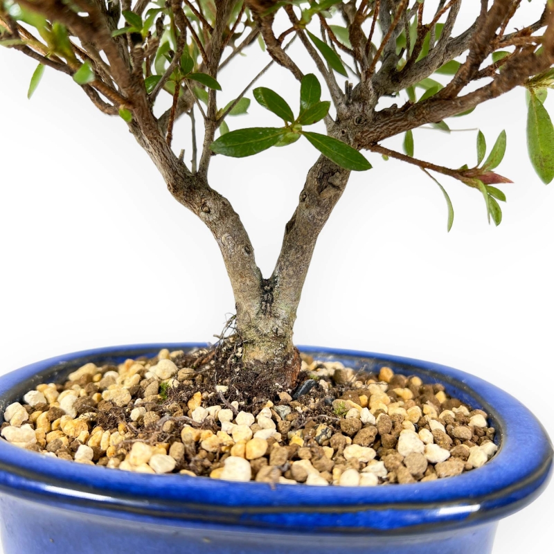 Rhododendron Indicum - Azalea - 23 cm