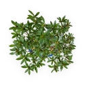 Rhododendron Indicum - Azalea - 23 cm