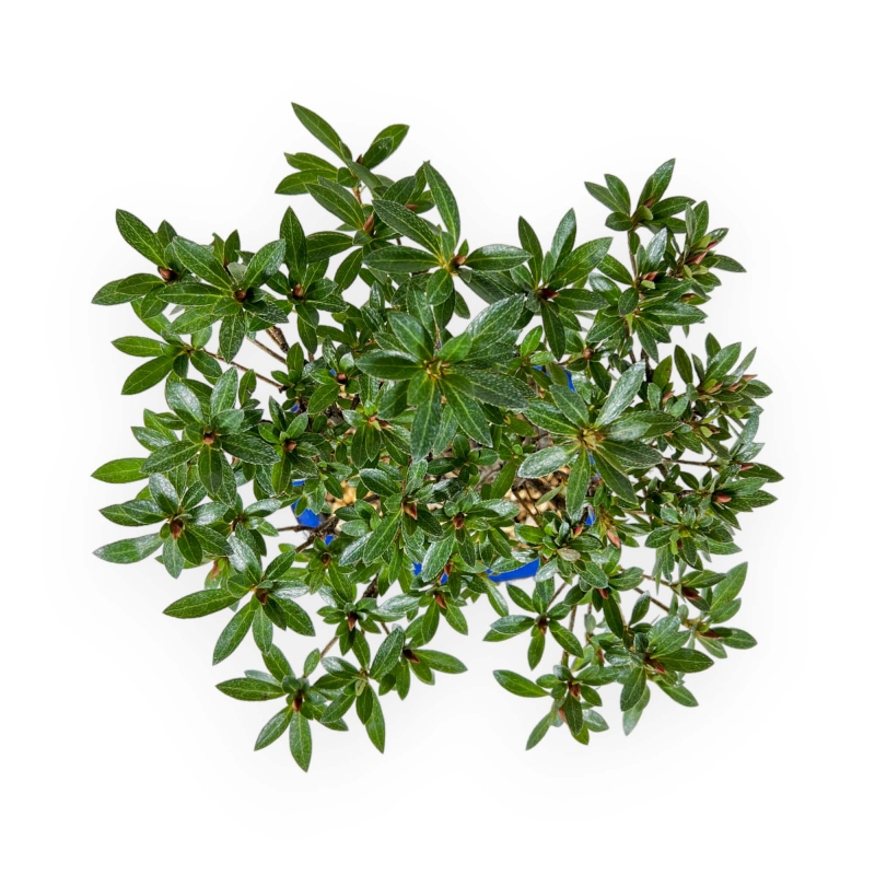 Rhododendron Indicum - Azalea - 23 cm