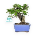 Pyracantha - 17 cm
