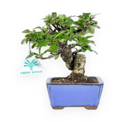 Pyracantha - 17 cm