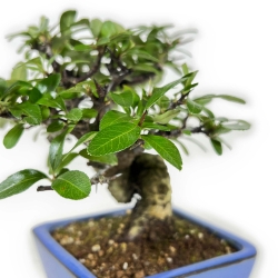 Pyracantha - 17 cm
