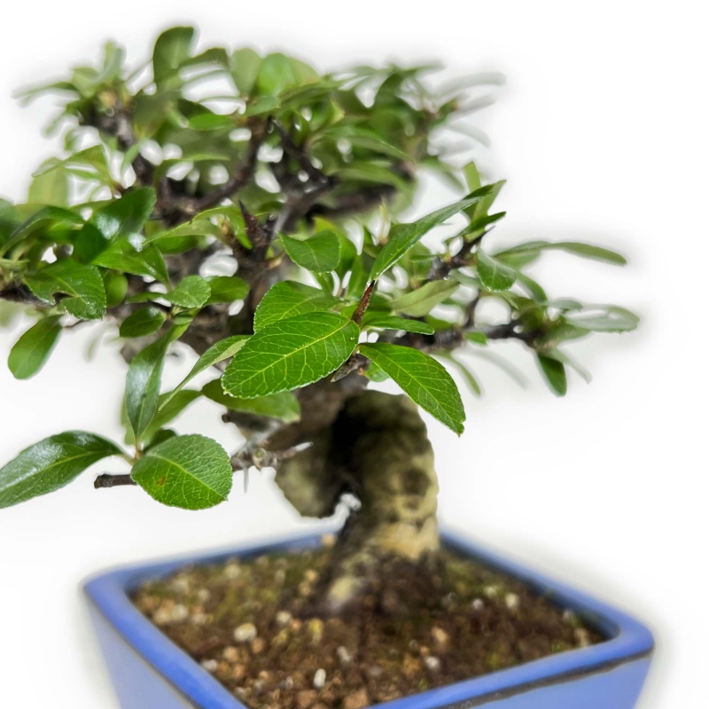 Pyracantha - 17 cm