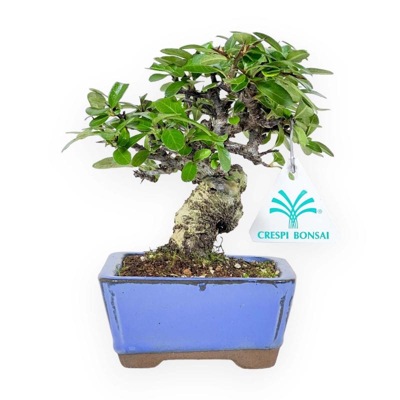 Pyracantha - 17 cm