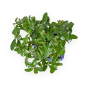 Pyracantha - 17 cm