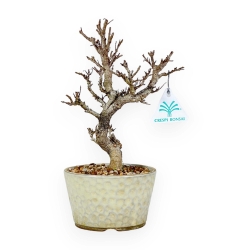 Adina Pilulifera - 27 cm