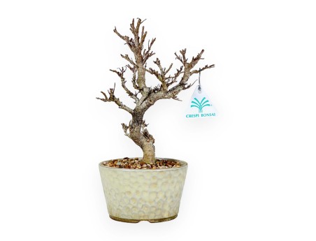 Adina Pilulifera - 27 cm