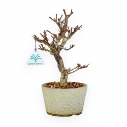 Adina Pilulifera - 27 cm