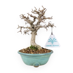 Zelkova Serrata - Olmo - 18 cm