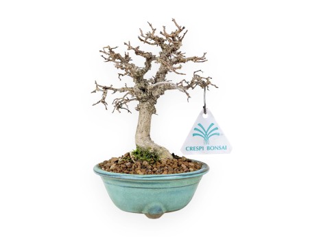 Zelkova Serrata - Orme - 18 cm