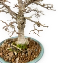 Zelkova Serrata - Olmo - 18 cm