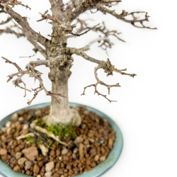Zelkova Serrata - Olmo - 18 cm