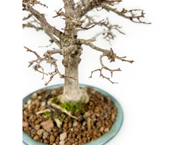 Zelkova Serrata - Orme - 18 cm 2