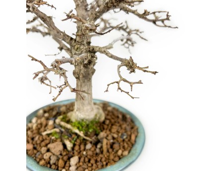 Zelkova Serrata - Orme - 18 cm