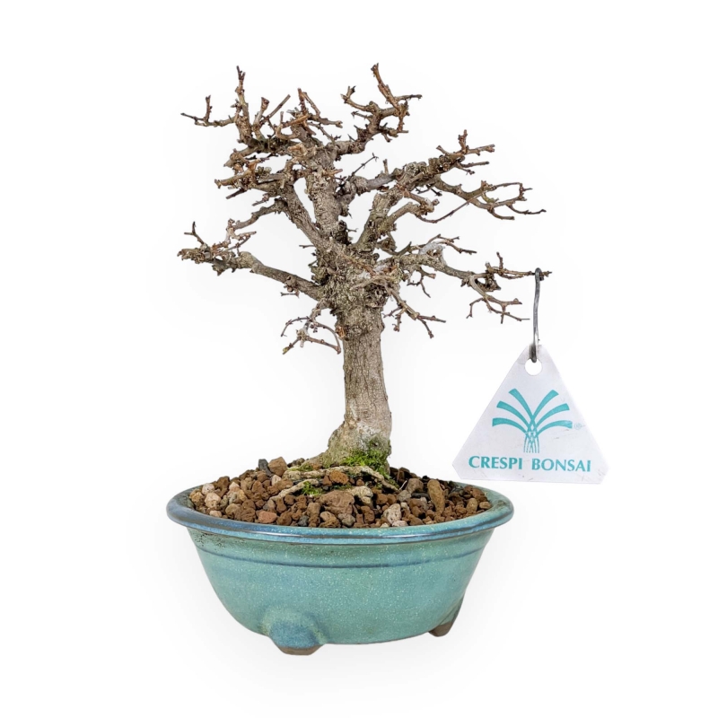 Zelkova Serrata - Olmo - 18 cm