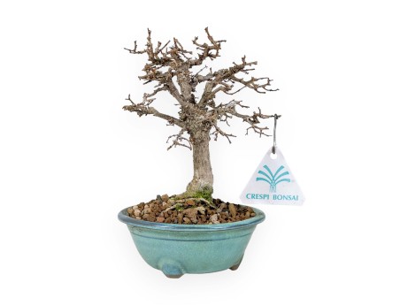 Zelkova Serrata - Olmo - 18 cm