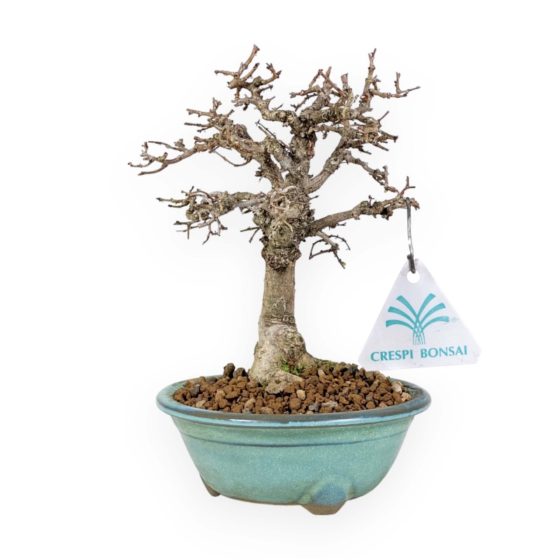 Zelkova Serrata - Olmo - 18 cm